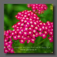 Achillea millefolium 'Red Velvet' (le jardin de la poterie Hillen) www.poterie.fr